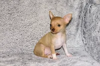 Willow-AKC (spoken for), a female Chihuahua for sale in Abingdon, VA – 4 of 9