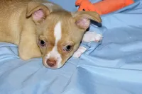 Berry-AKC Smoothcoat M, a male Chihuahua for sale in Abingdon, VA – 9 of 9