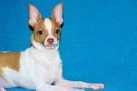 Wyatt- AKC Smoothcoat M, a male Chihuahua for sale in Abingdon, VA – 5 of 9