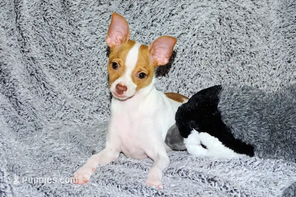 Wyatt- AKC Smoothcoat M – Chihuahua puppy for sale in Abingdon, VA