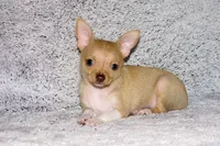 Willow-AKC (spoken for), a female Chihuahua for sale in Abingdon, VA – 2 of 9