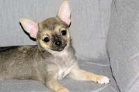 Posie-AKC Smoothcoat Female, a female Chihuahua for sale in Abingdon, VA – 9 of 9