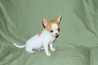 Marshmallow-AKC Smoothcoat M, a male Chihuahua for sale in Abingdon, VA – 6 of 9