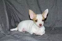 Ziggy-AKC Smoothcoat M, a male Chihuahua for sale in Abingdon, VA – 9 of 9