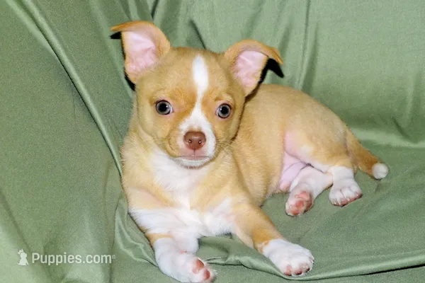 Berry-AKC Smoothcoat M – Chihuahua puppy for sale in Abingdon, VA