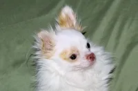 Mr. Mouse- AKC longcoat, a male Chihuahua for sale in Abingdon, VA – 4 of 8