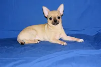 Posie-AKC Smoothcoat Female, a female Chihuahua for sale in Abingdon, VA – 2 of 10