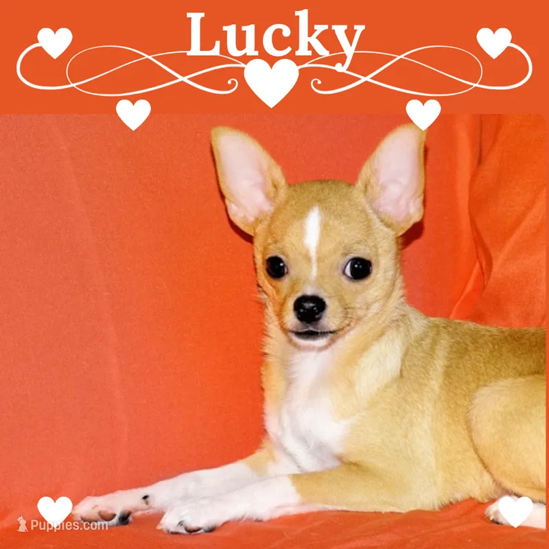 Lucky- AKC Smoothcoat Male – Chihuahua puppy for sale in Abingdon, VA