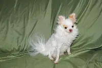 Mr. Mouse- AKC longcoat, a male Chihuahua for sale in Abingdon, VA – 3 of 8