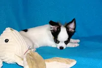 Carla-AKC Longcoat, a female Chihuahua for sale in Abingdon, VA – 7 of 9