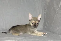 Posie-AKC Smoothcoat Female, a female Chihuahua for sale in Abingdon, VA – 6 of 9
