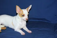Ziggy-AKC Smoothcoat M, a male Chihuahua for sale in Abingdon, VA – 7 of 8