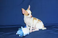 Ziggy-AKC Smoothcoat M, a male Chihuahua for sale in Abingdon, VA – 2 of 8
