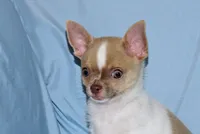 Devin- AKC smoothcoat Male, a male Chihuahua for sale in Abingdon, VA – 2 of 10