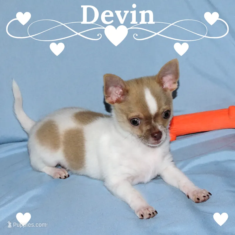 Devin- AKC smoothcoat Male – Chihuahua puppy for sale in Abingdon, VA