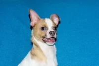 Wilbur-AKC Smoothcoat M, a male Chihuahua for sale in Abingdon, VA – 6 of 10