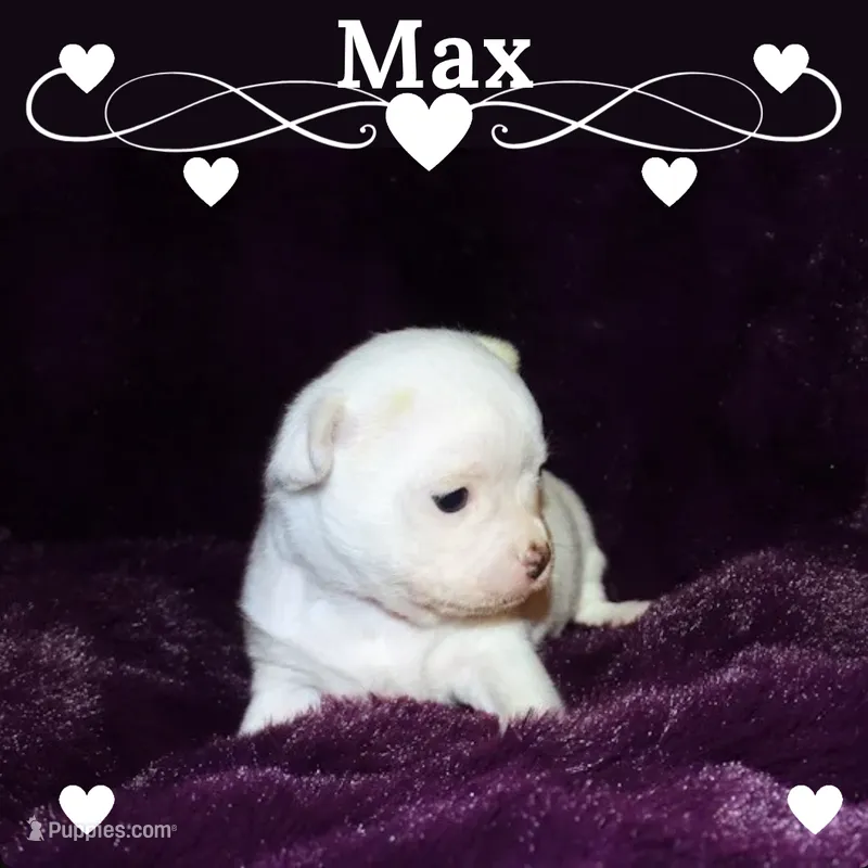 Max- AKC Smoothcoat Male, a male Chihuahua for sale in Abingdon, VA – 1 of 7