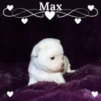 Max- AKC Smoothcoat Male, a male Chihuahua for sale in Abingdon, VA – 1 of 7