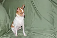 Wyatt- AKC Smoothcoat M, a male Chihuahua for sale in Abingdon, VA – 7 of 10