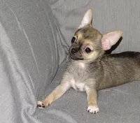 Posie-AKC Smoothcoat Female, a female Chihuahua for sale in Abingdon, VA – 5 of 9