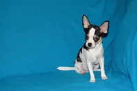 Connor- AKC smoothcoat, a male Chihuahua for sale in Abingdon, VA – 9 of 10