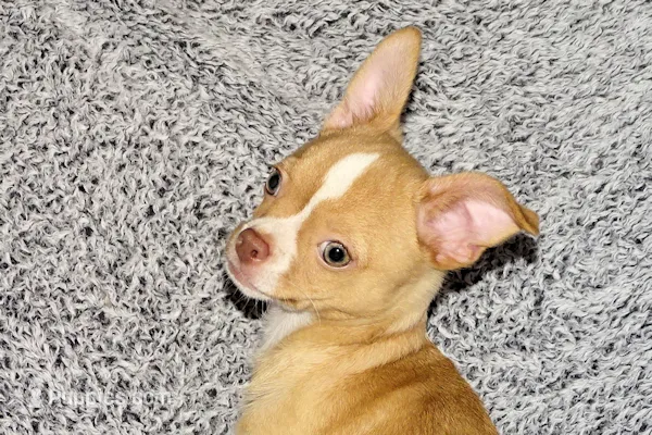 Berry-AKC Smoothcoat M – Chihuahua puppy for sale in Abingdon, VA
