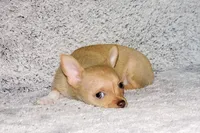 Willow-AKC (spoken for), a female Chihuahua for sale in Abingdon, VA – 8 of 9