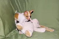 Wyatt- AKC Smoothcoat M, a male Chihuahua for sale in Abingdon, VA – 9 of 10