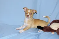 Berry-AKC Smoothcoat M, a male Chihuahua for sale in Abingdon, VA – 2 of 9