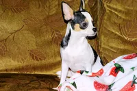Connor- AKC smoothcoat, a male Chihuahua for sale in Abingdon, VA – 4 of 10