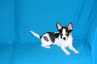 Connor- AKC smoothcoat, a male Chihuahua for sale in Abingdon, VA – 4 of 10