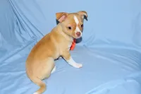 Berry-AKC Smoothcoat M, a male Chihuahua for sale in Abingdon, VA – 3 of 9