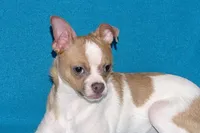 Wilbur-AKC Smoothcoat M, a male Chihuahua for sale in Abingdon, VA – 9 of 10