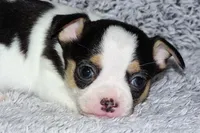 Connor- AKC smoothcoat, a male Chihuahua for sale in Abingdon, VA – Photo 5 of 8