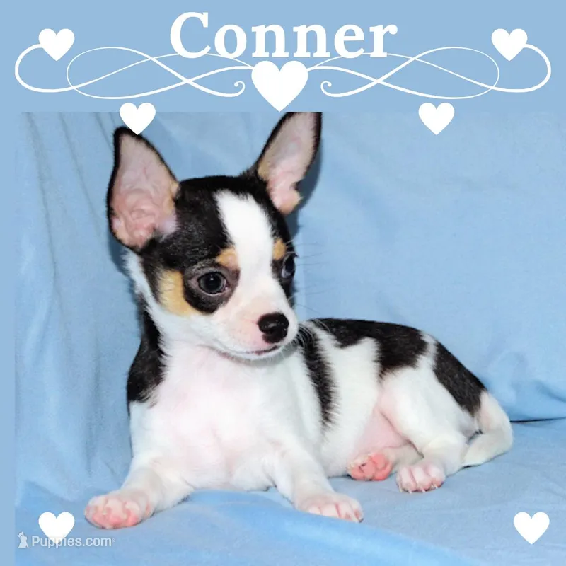 Connor- AKC smoothcoat – Chihuahua puppy for sale in Abingdon, VA