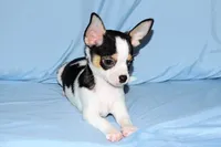 Connor- AKC smoothcoat, a male Chihuahua for sale in Abingdon, VA – Photo 5 of 9
