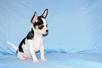 Connor- AKC smoothcoat, a male Chihuahua for sale in Abingdon, VA – Photo 6 of 9