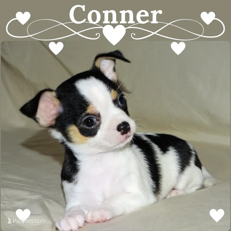 Connor- AKC smoothcoat