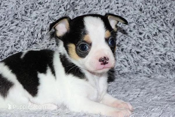 Connor- AKC smoothcoat