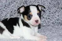 Connor- AKC smoothcoat, a male Chihuahua for sale in Abingdon, VA – Photo 1 of 8