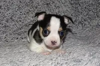 Connor- AKC smoothcoat, a male Chihuahua for sale in Abingdon, VA – Photo 2 of 8