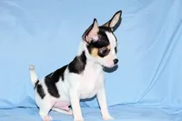 Connor- AKC smoothcoat, a male Chihuahua for sale in Abingdon, VA – Photo 7 of 9