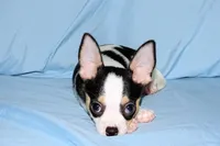 Connor- AKC smoothcoat, a male Chihuahua for sale in Abingdon, VA – Photo 8 of 9