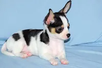 Connor- AKC smoothcoat, a male Chihuahua for sale in Abingdon, VA – Photo 3 of 9