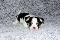 Connor- AKC smoothcoat, a male Chihuahua for sale in Abingdon, VA – Photo 4 of 8