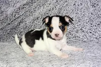 Connor- AKC smoothcoat, a male Chihuahua for sale in Abingdon, VA – Photo 8 of 8
