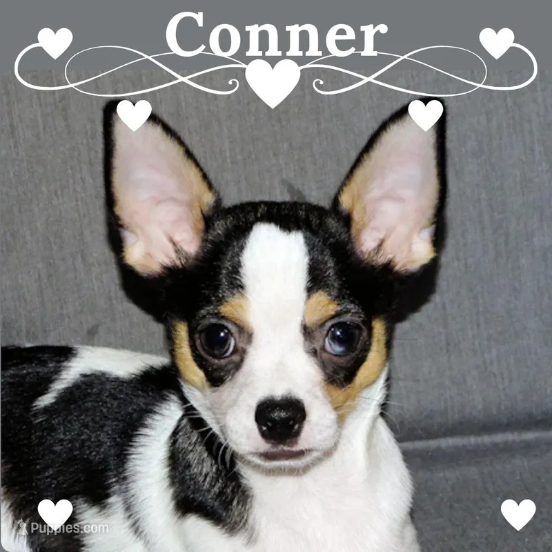 Connor- AKC smoothcoat – Chihuahua puppy for sale in Abingdon, VA