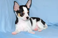 Connor- AKC smoothcoat, a male Chihuahua for sale in Abingdon, VA – Photo 9 of 9