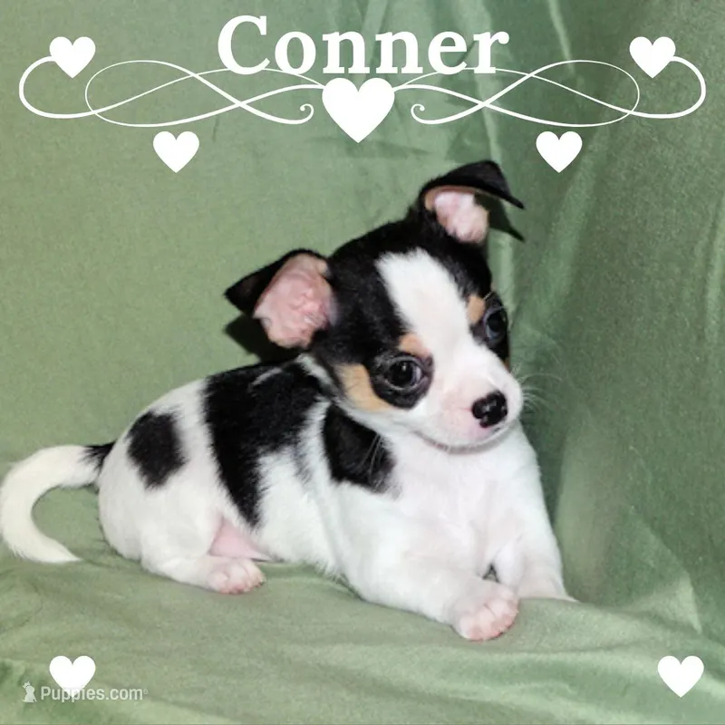 Connor- AKC smoothcoat – Chihuahua puppy for sale in Abingdon, VA