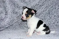 Connor- AKC smoothcoat, a male Chihuahua for sale in Abingdon, VA – Photo 7 of 8
